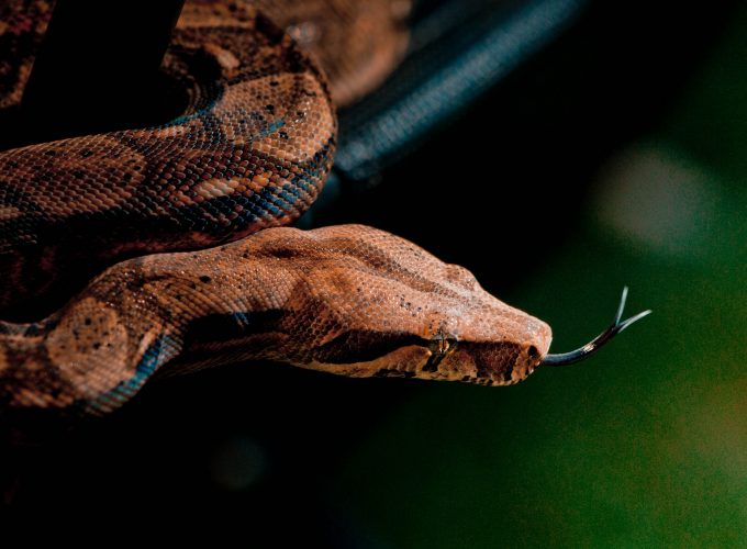 Wallpaper Snake, close up, grey, brown, skin, animal, reptiles, green, nature, Animals 4550416884